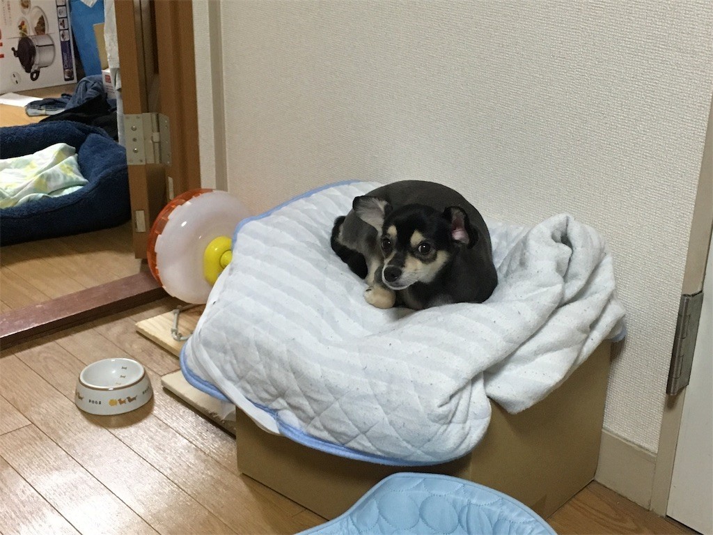 f:id:akie1000:20170616013158j:image