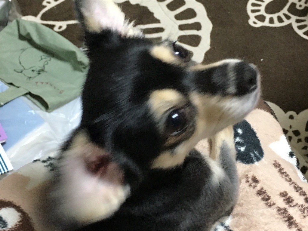 f:id:akie1000:20170702143433j:image