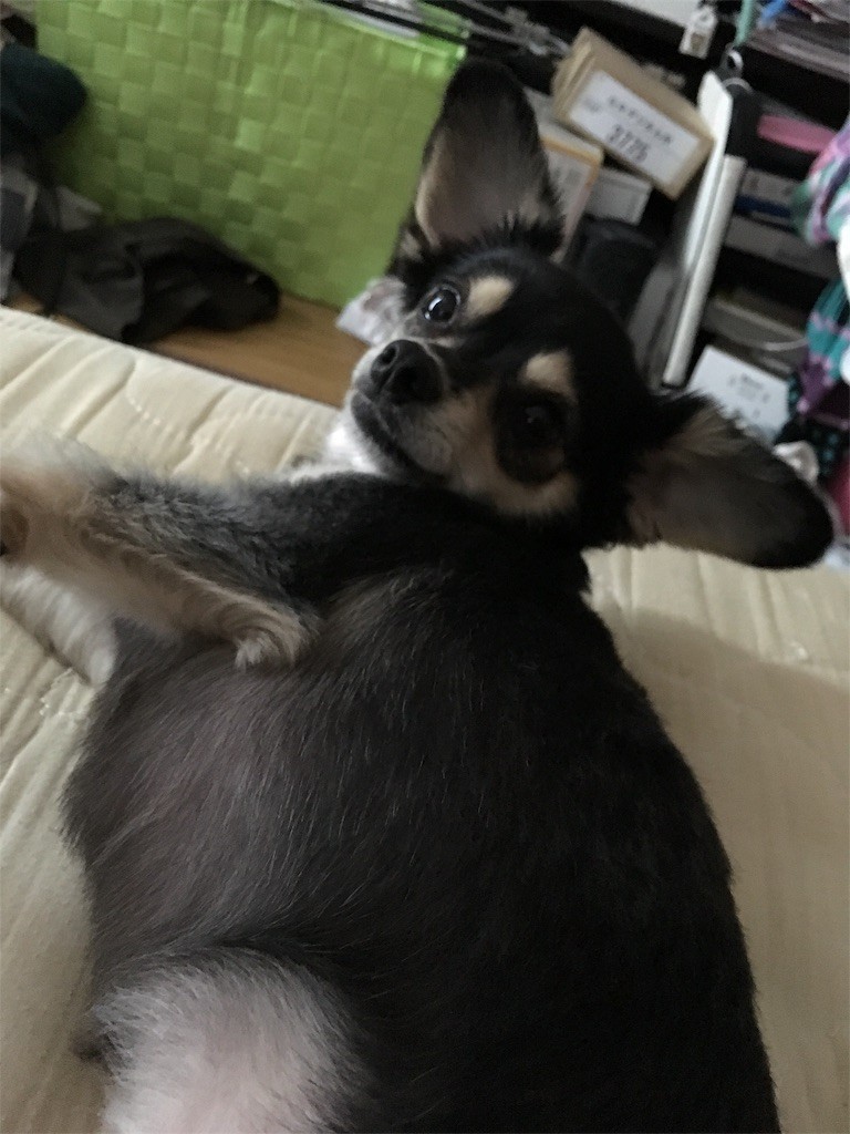 f:id:akie1000:20170714015010j:image