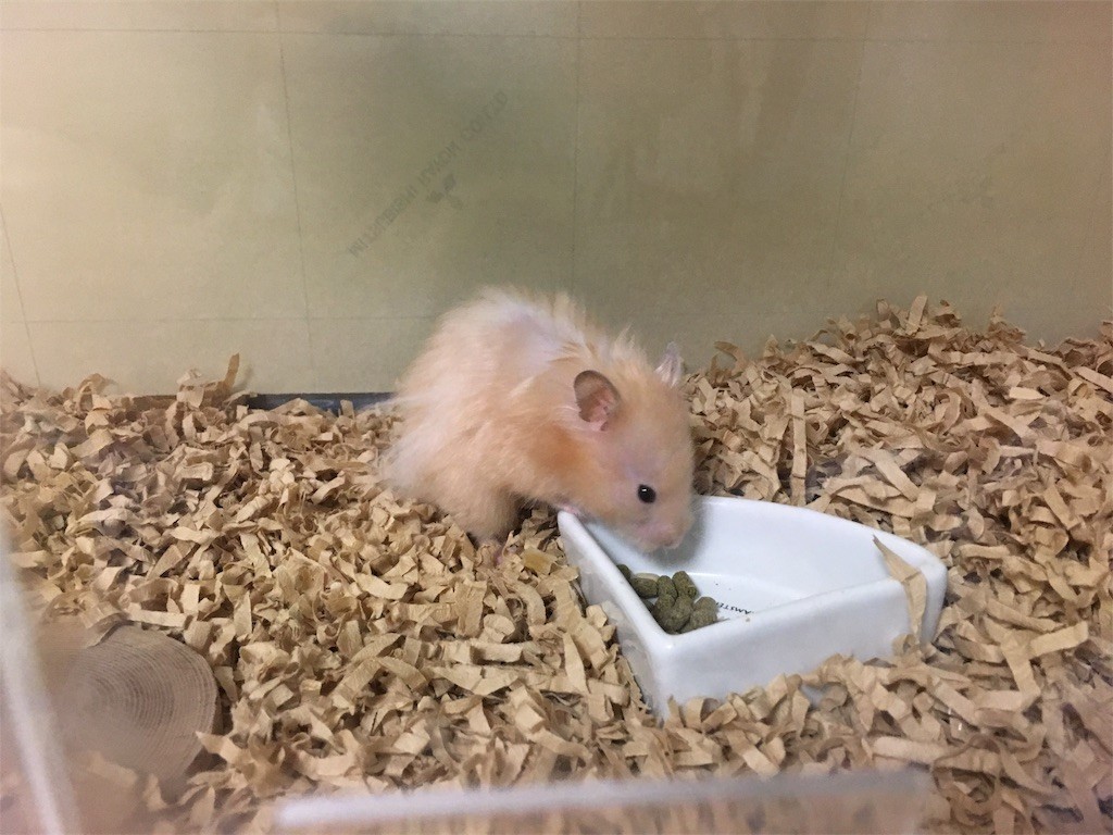 f:id:akie1000:20170731083945j:image