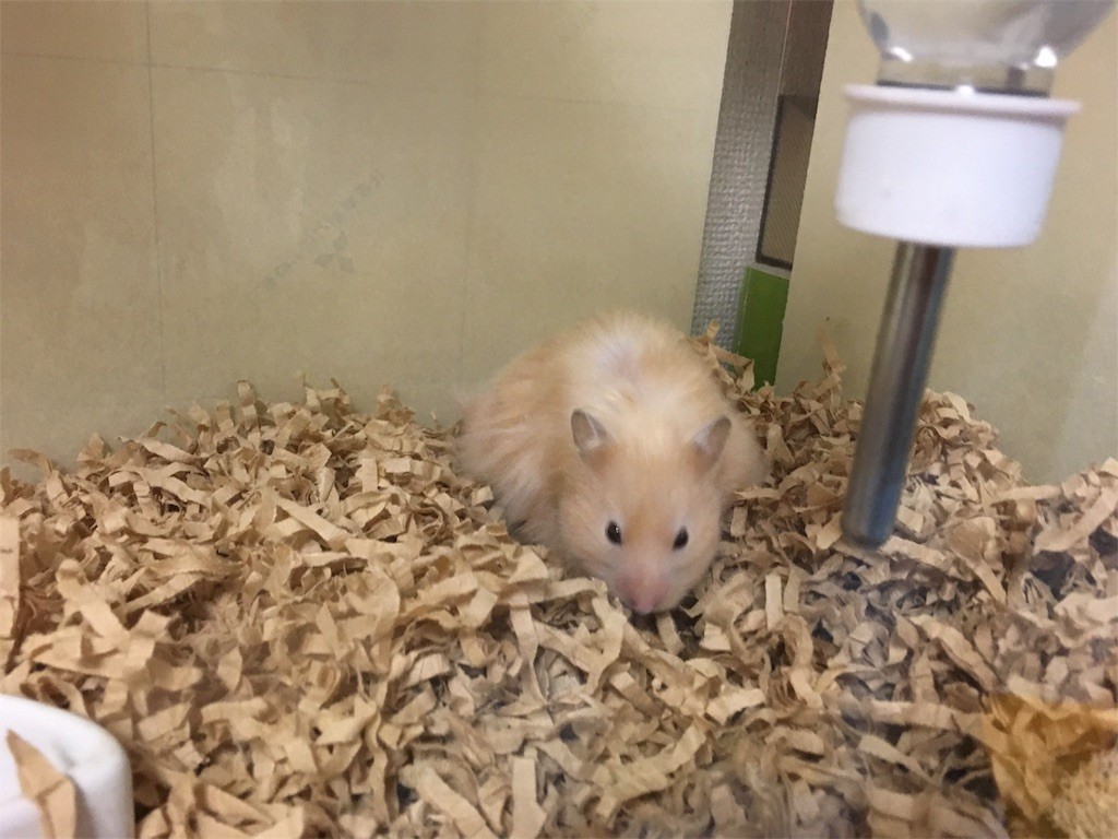 f:id:akie1000:20170731084030j:image