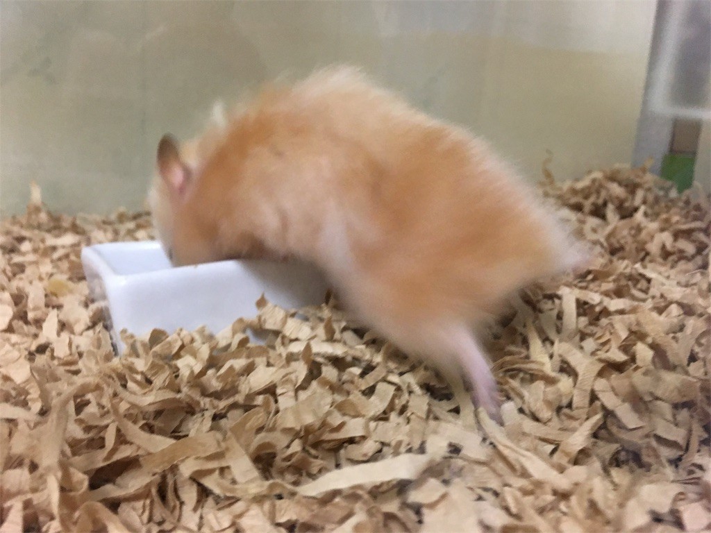 f:id:akie1000:20170731084042j:image