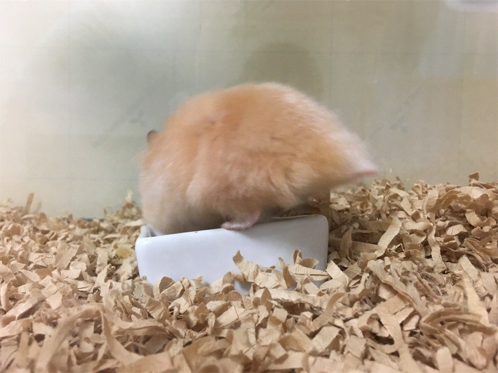 f:id:akie1000:20170731084049j:image