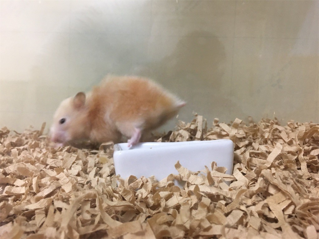 f:id:akie1000:20170731084108j:image