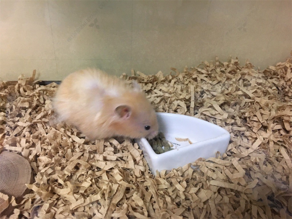 f:id:akie1000:20170731084116j:image