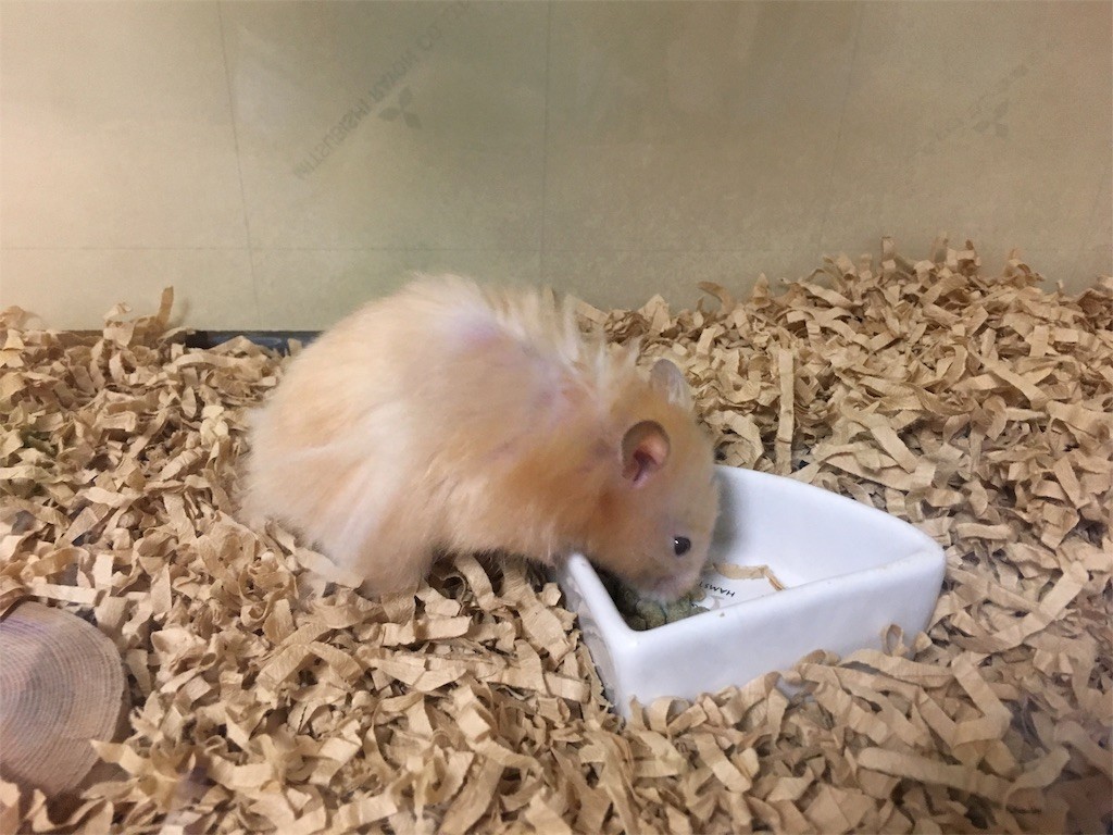 f:id:akie1000:20170731084127j:image