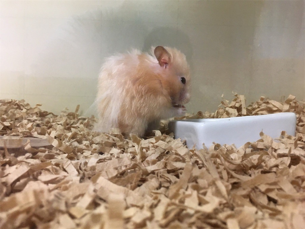 f:id:akie1000:20170731084133j:image