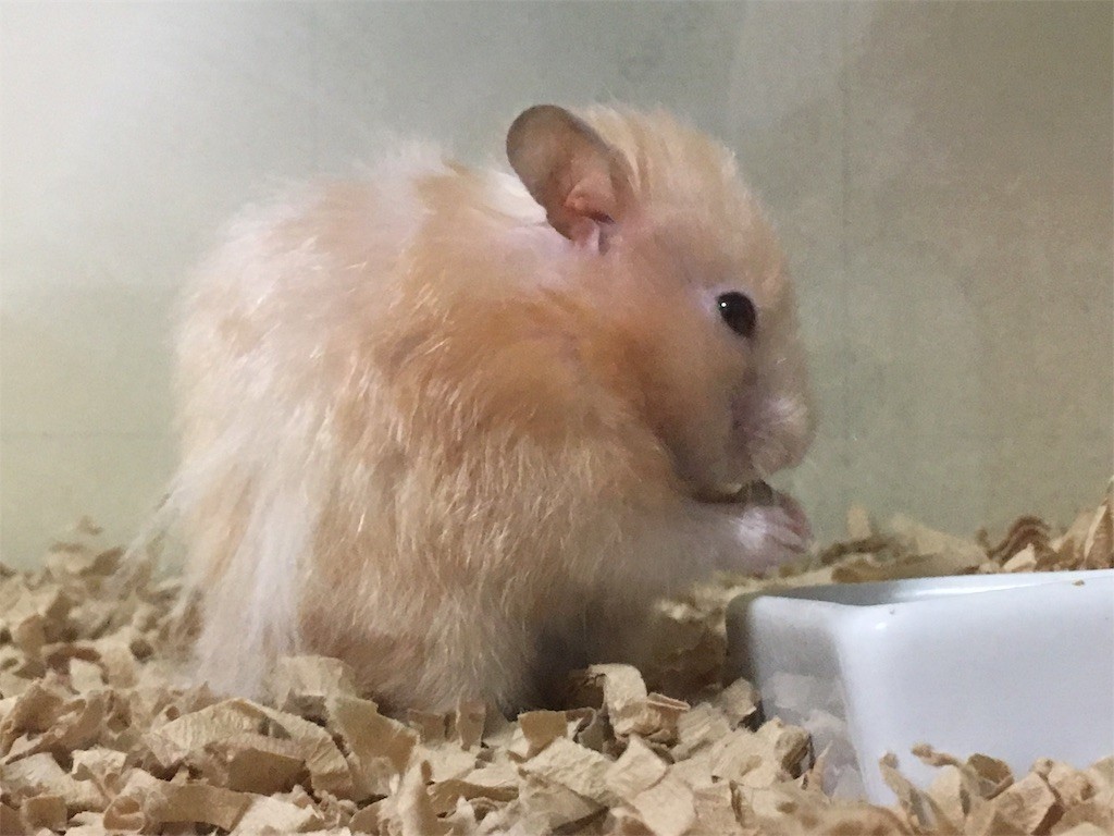 f:id:akie1000:20170731084228j:image