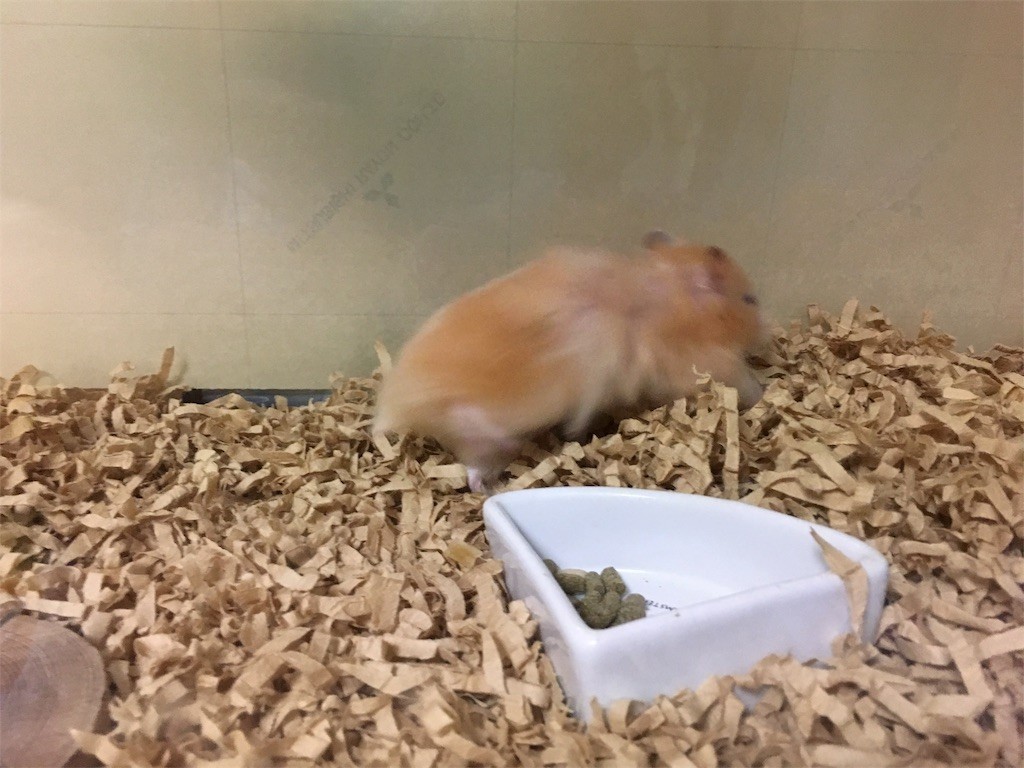 f:id:akie1000:20170731084300j:image