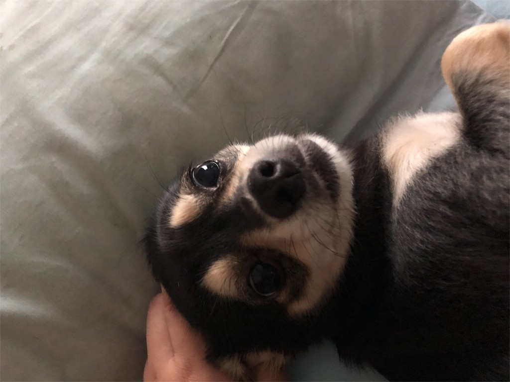 f:id:akie1000:20171005011558j:image