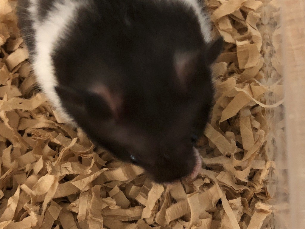 f:id:akie1000:20171023225747j:image