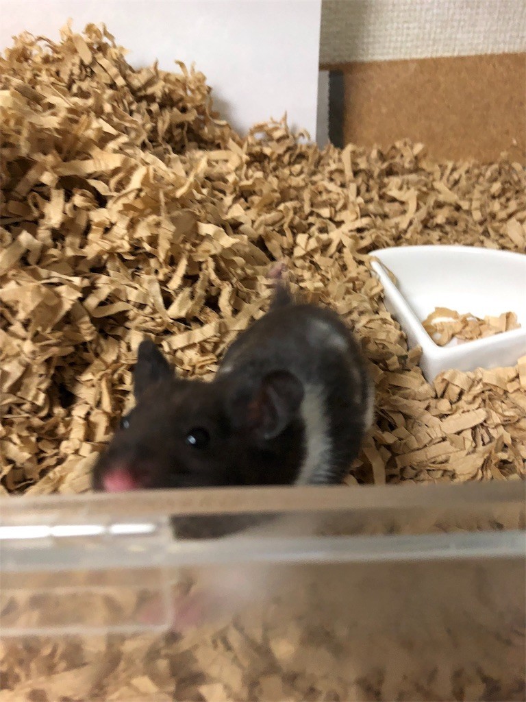 f:id:akie1000:20171106001803j:image