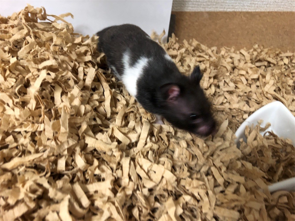 f:id:akie1000:20171110002948j:image