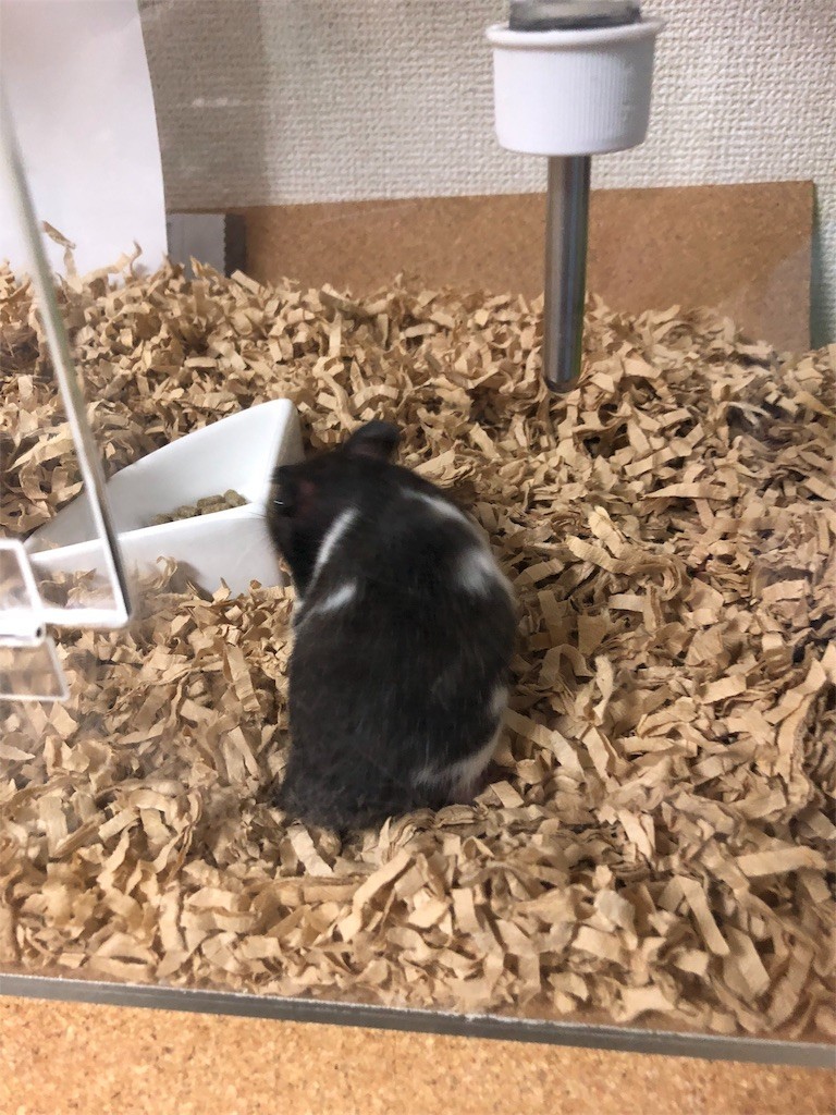 f:id:akie1000:20171110003020j:image