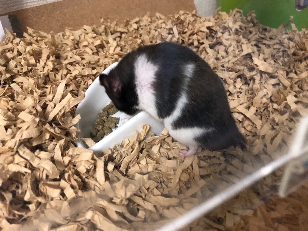 f:id:akie1000:20171110003027j:image