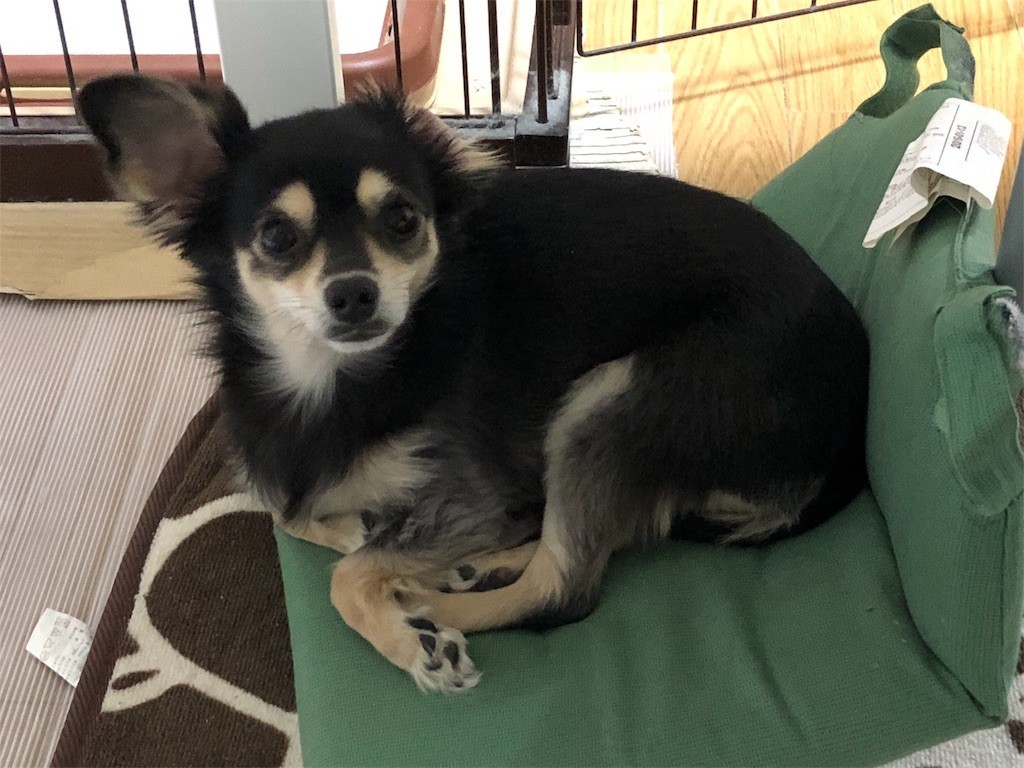 f:id:akie1000:20171110003317j:image