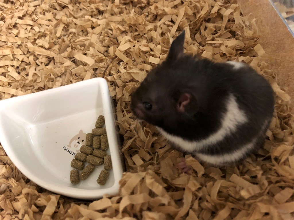 f:id:akie1000:20171110003654j:image