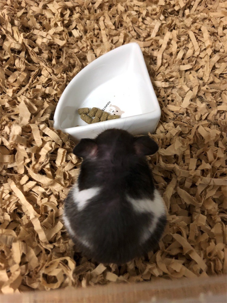 f:id:akie1000:20171110003715j:image