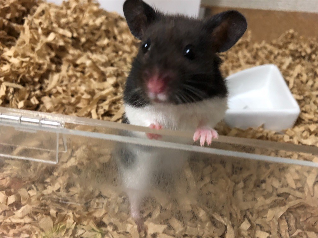 f:id:akie1000:20171110003725j:image