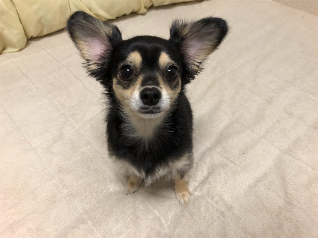 f:id:akie1000:20171110004153j:image