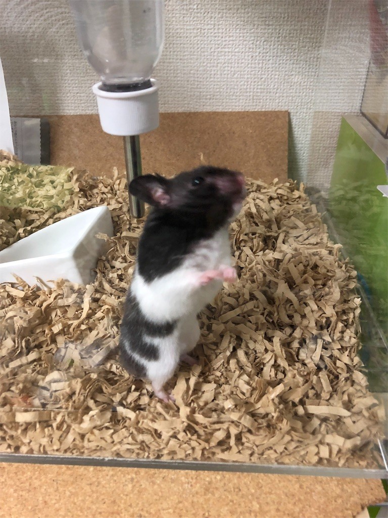 f:id:akie1000:20171114154500j:image