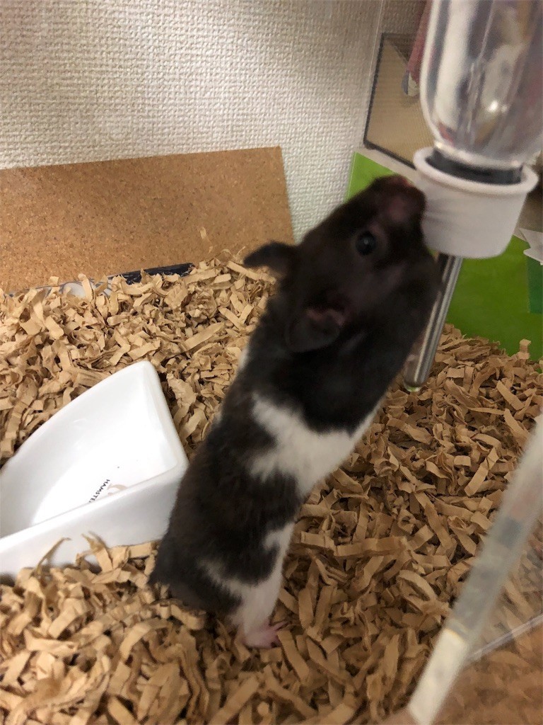 f:id:akie1000:20171114154513j:image