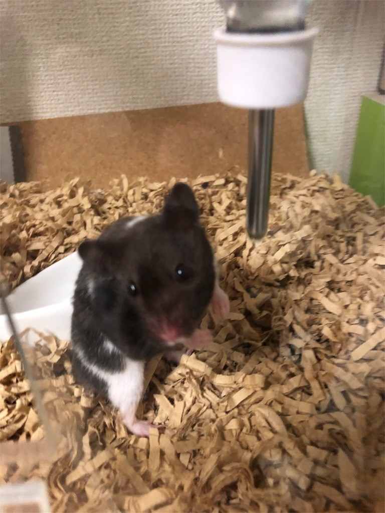 f:id:akie1000:20171114154539j:image