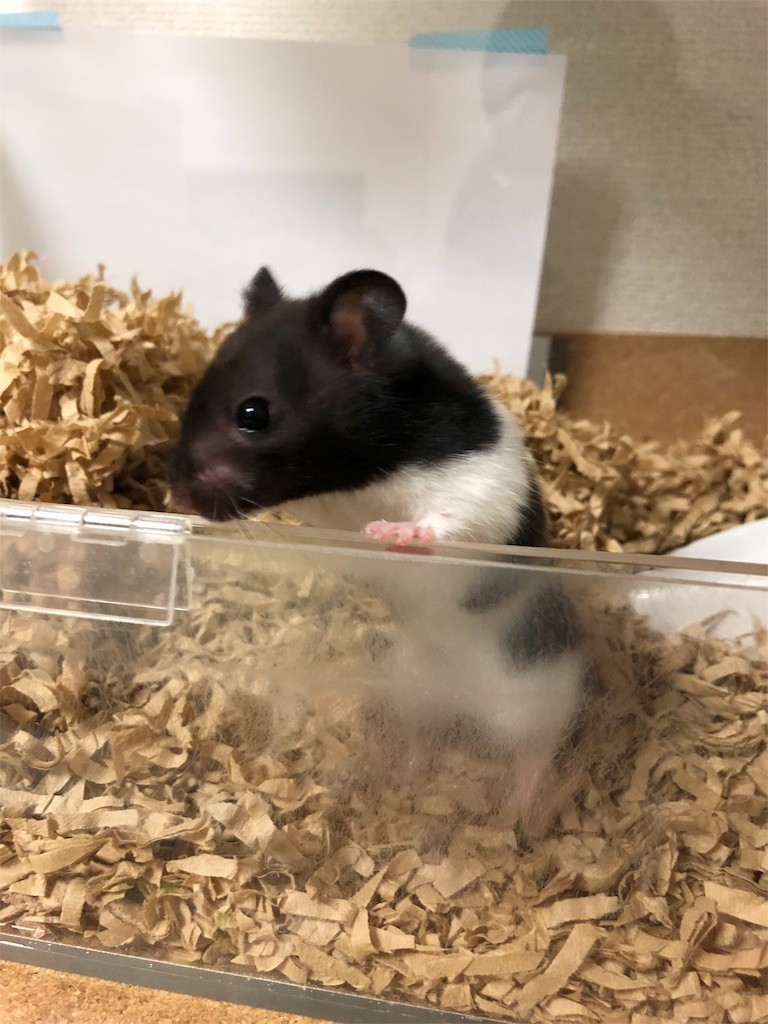 f:id:akie1000:20171114154602j:image