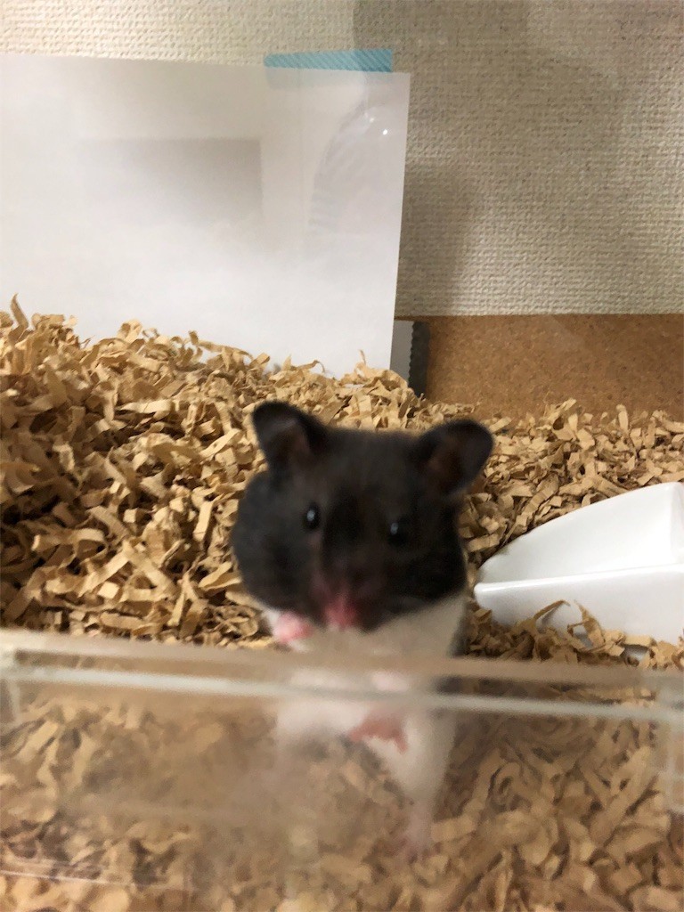 f:id:akie1000:20171115010623j:image