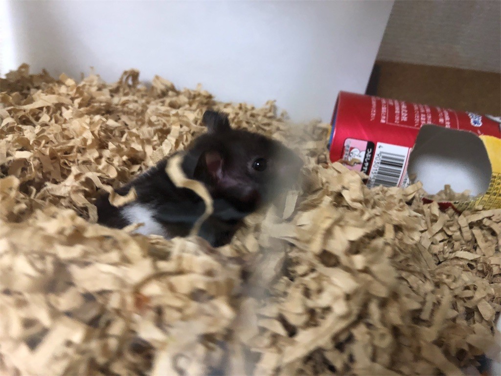 f:id:akie1000:20171123232328j:image