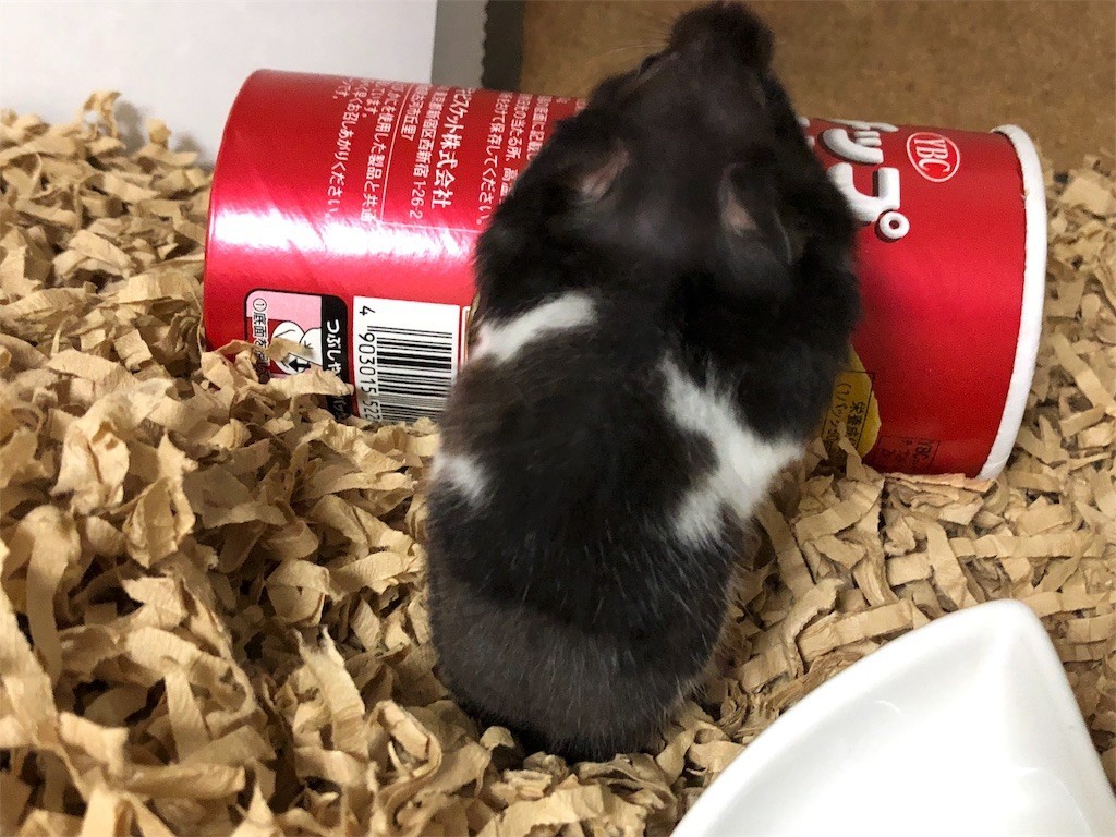 f:id:akie1000:20171123232416j:image