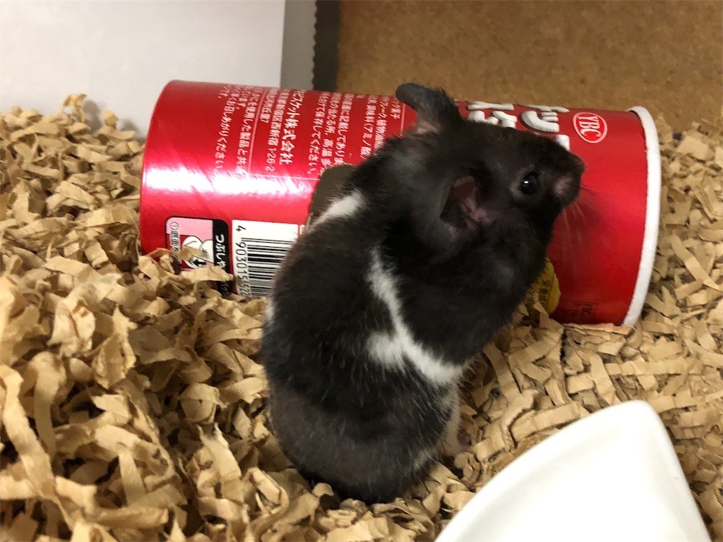 f:id:akie1000:20171123232438j:image