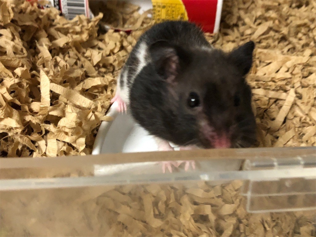 f:id:akie1000:20171123232445j:image