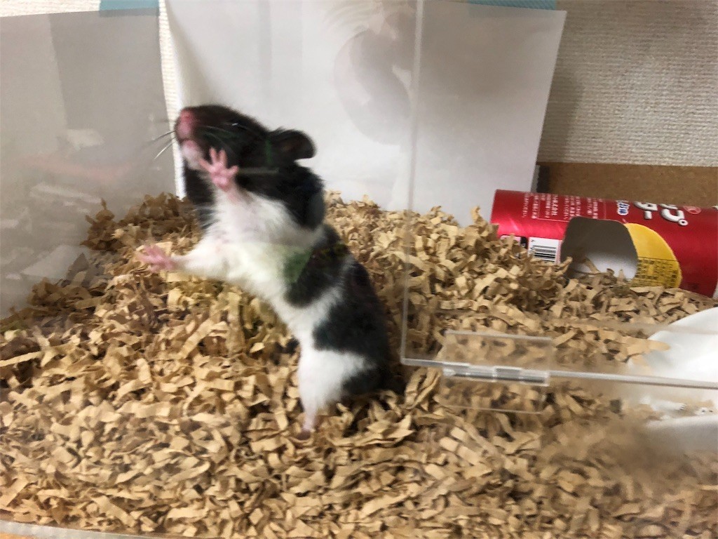 f:id:akie1000:20171123232454j:image