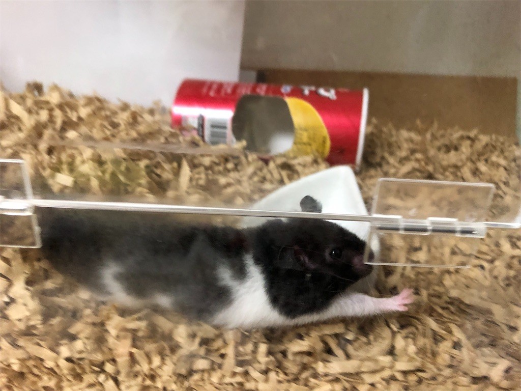 f:id:akie1000:20171123232519j:image