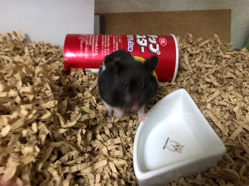 f:id:akie1000:20171123232807j:image