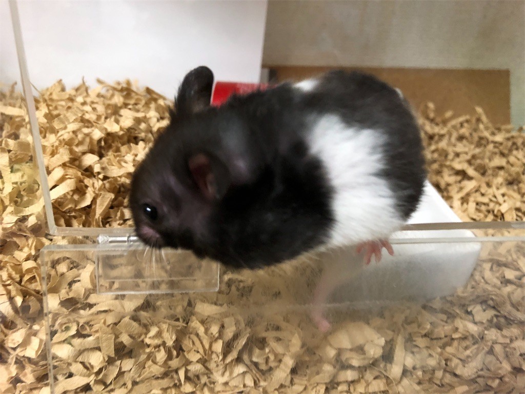 f:id:akie1000:20171123232818j:image