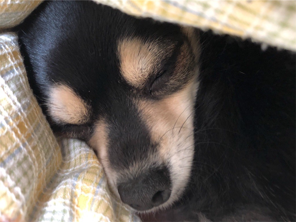 f:id:akie1000:20171123233033j:image