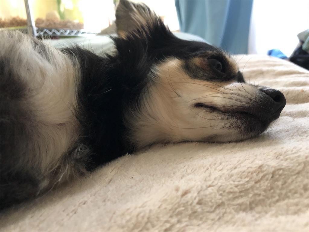 f:id:akie1000:20171123233042j:image