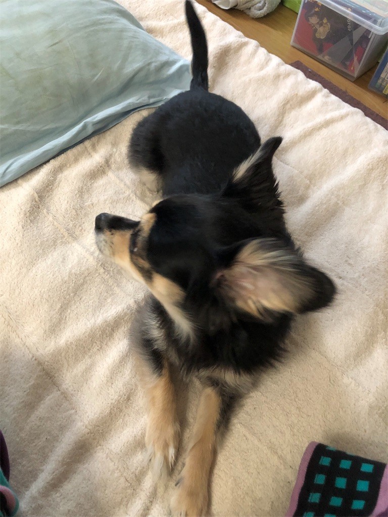 f:id:akie1000:20171123233210j:image