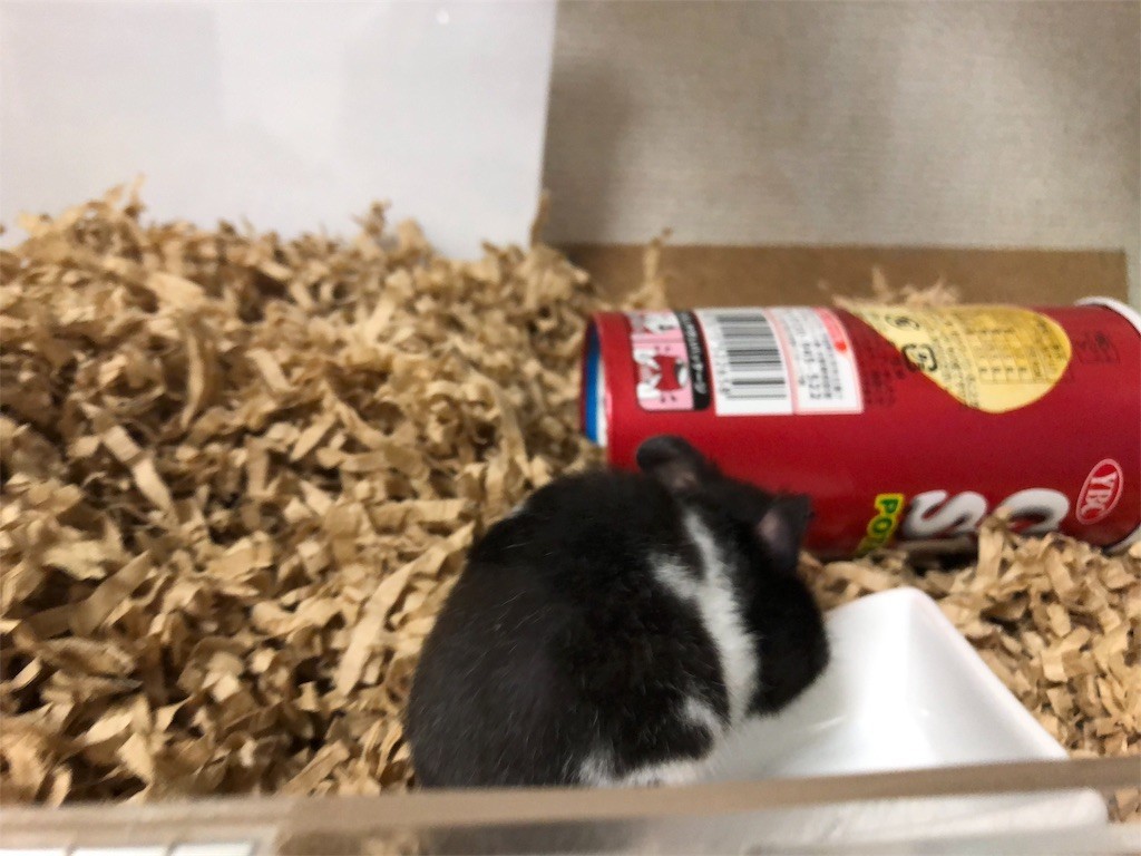 f:id:akie1000:20171123233405j:image