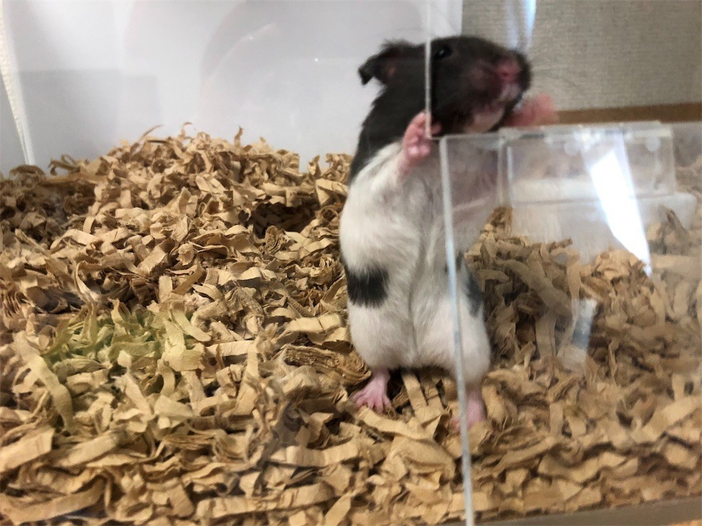 f:id:akie1000:20180103164409j:image