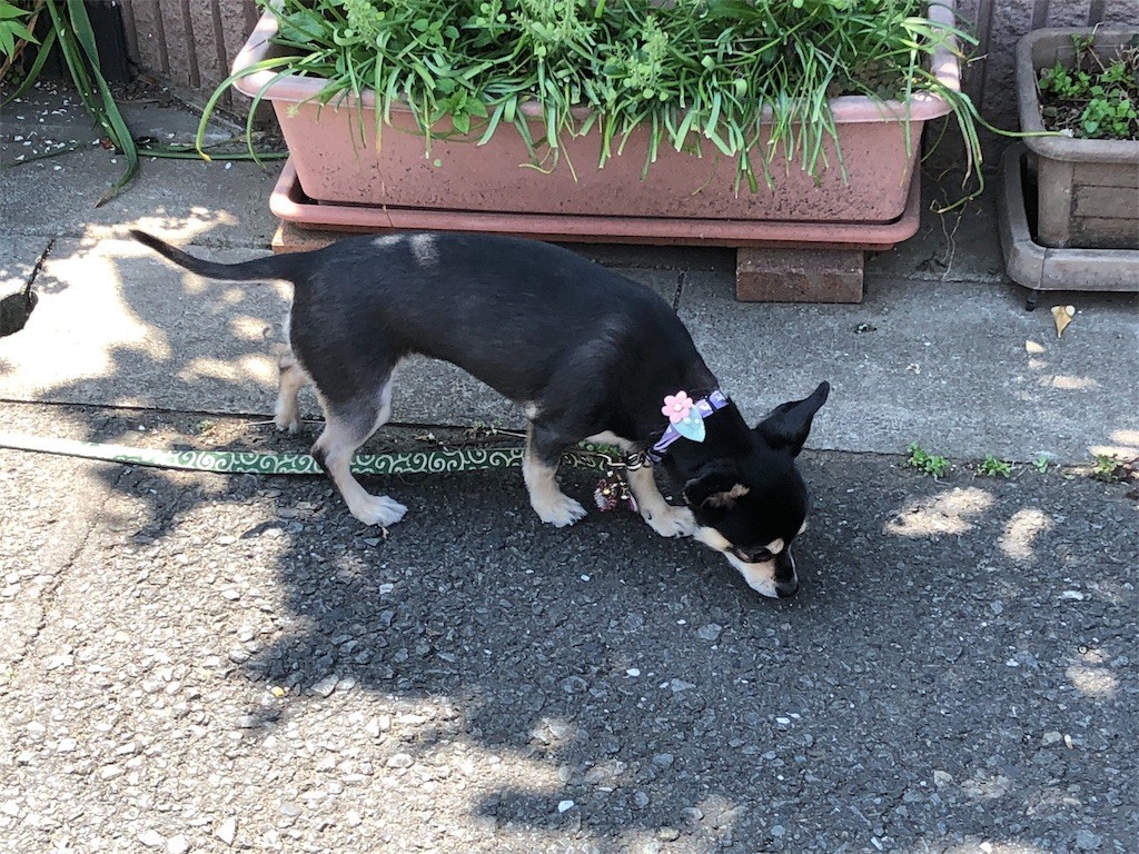 f:id:akie1000:20180424005157j:image