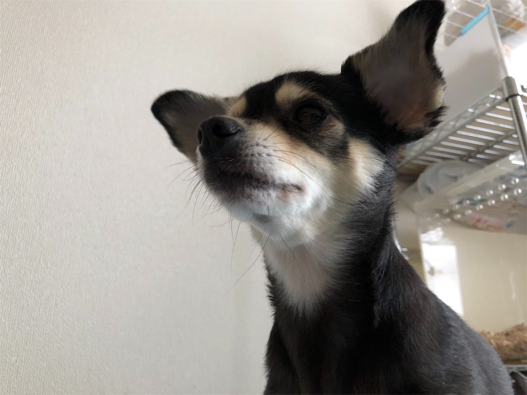 f:id:akie1000:20180427002526j:image