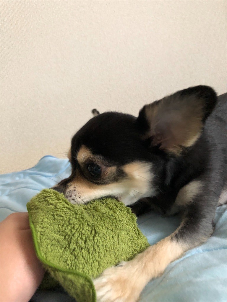 f:id:akie1000:20180427002828j:image