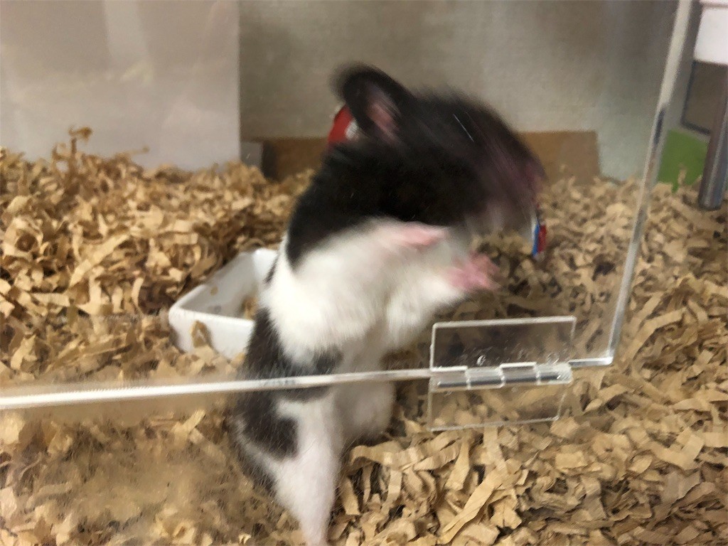 f:id:akie1000:20180607000857j:image