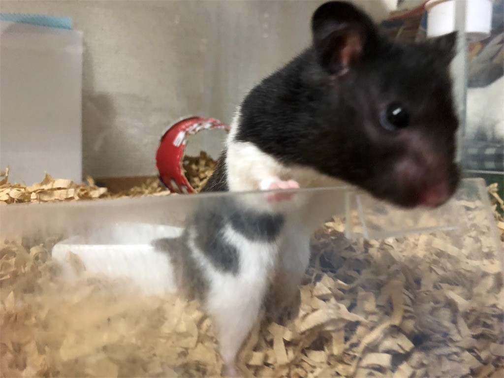 f:id:akie1000:20180607000901j:image