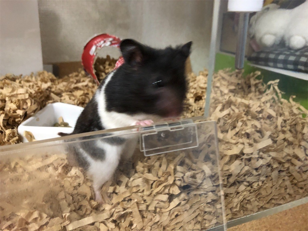 f:id:akie1000:20180607000905j:image