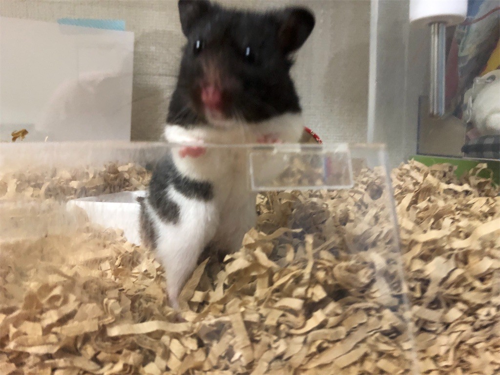 f:id:akie1000:20180607000909j:image