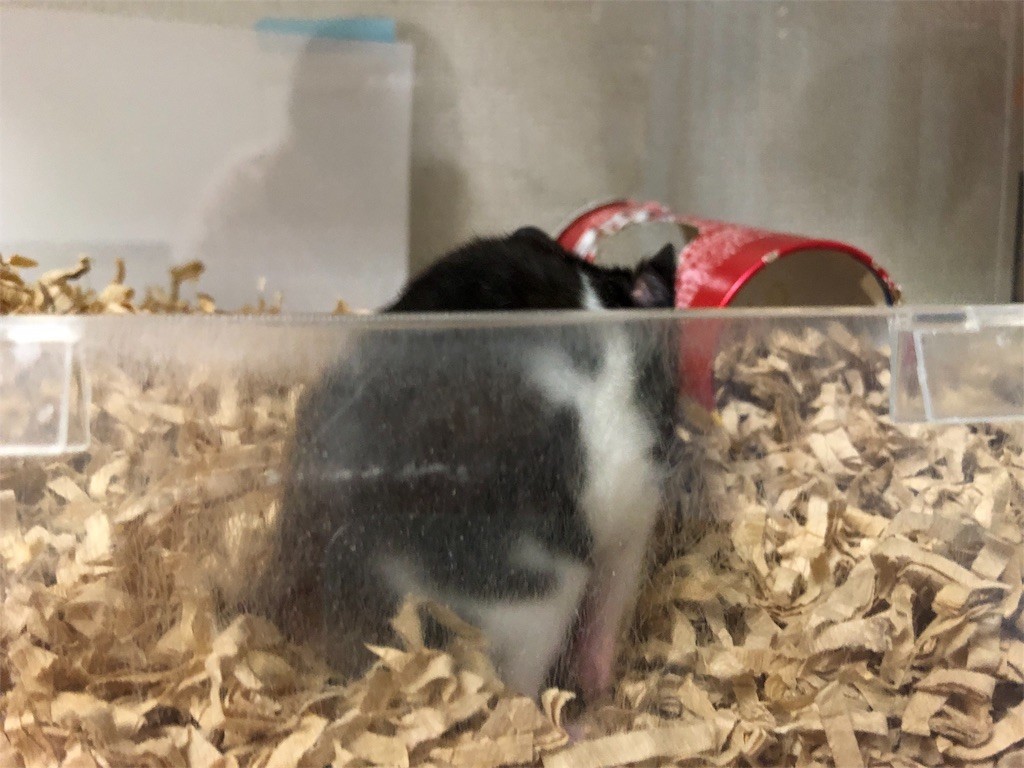 f:id:akie1000:20180607000913j:image